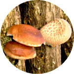 Shiitake gljive